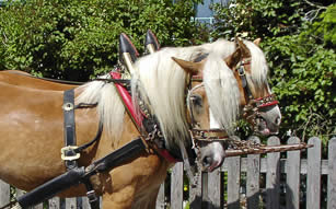 Das ganz besondere Erlebnis für Ihren Sommerurlaub in Filzmoos - eine romantische Pferdekutschenfahrt